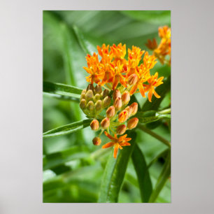 Butterfly Milkweed Blume und Foliage Poster