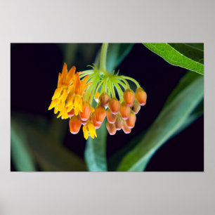 Butterfly Milkweed Buds and Blooms Poster