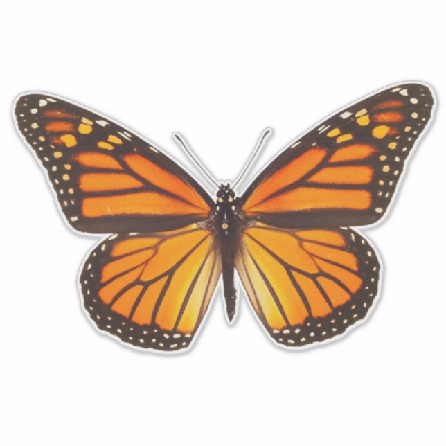 Butterfly Monarch 14" Vinyl Sticker (Vorderseite)