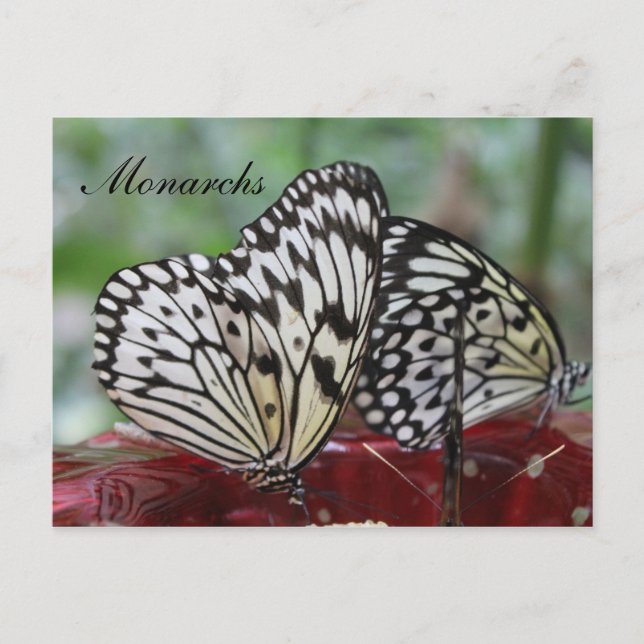 Butterfly Monarch # 5 Postkarte (Vorderseite)