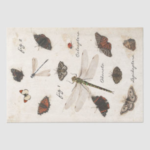 Butterfly Moth Dragonfly Ladybug Insect Parchment Seidenpapier