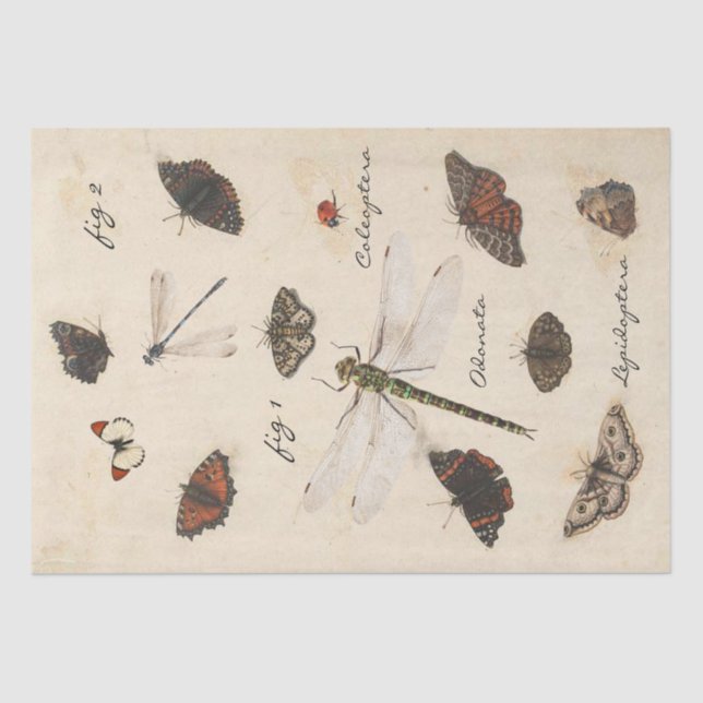 Butterfly Moth Dragonfly Ladybug Insect Parchment Seidenpapier (Vorderseite)