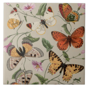 Butterfly Moth Nature Collection Zeichnend Fliese