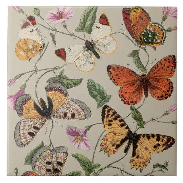 Butterfly Moth Nature Collection Zeichnend Fliese (Vorderseite)