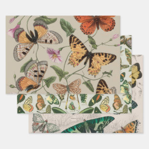 Butterfly Moth Nature Collection Zeichnend Geschenkpapier Set