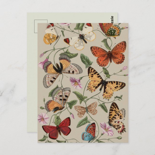 Butterfly Moth Nature Collection Zeichnend Postkarte (Vorne/Hinten)
