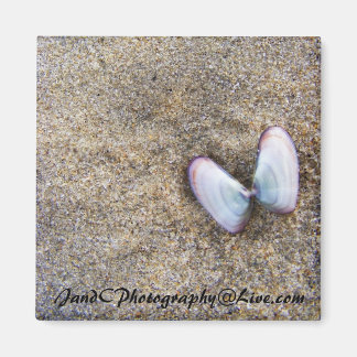 Butterfly Muscheln Magnet