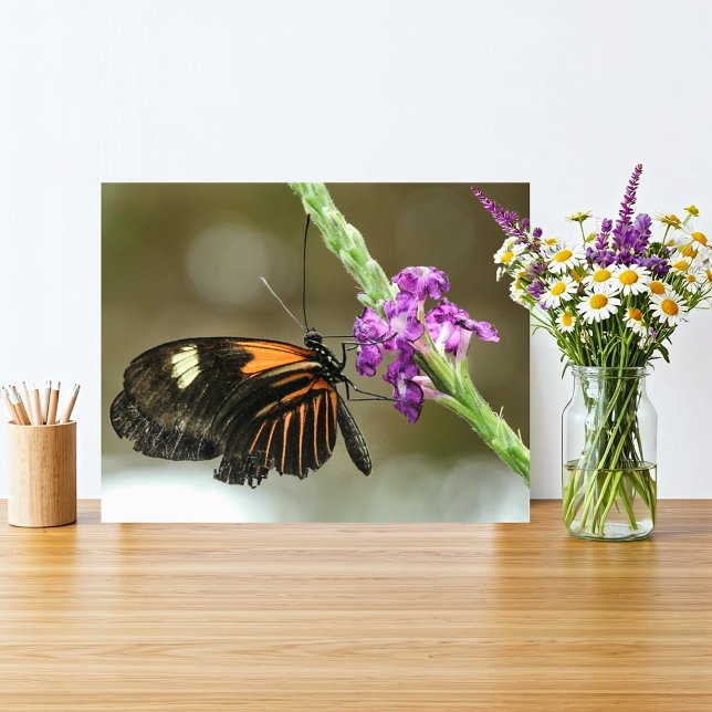 Butterfly Nah-up auf Verbena Blume Fotodruck (Orange and black butterfly on a vivid purple flower fits a rustic natural home with simple beauty.
)
