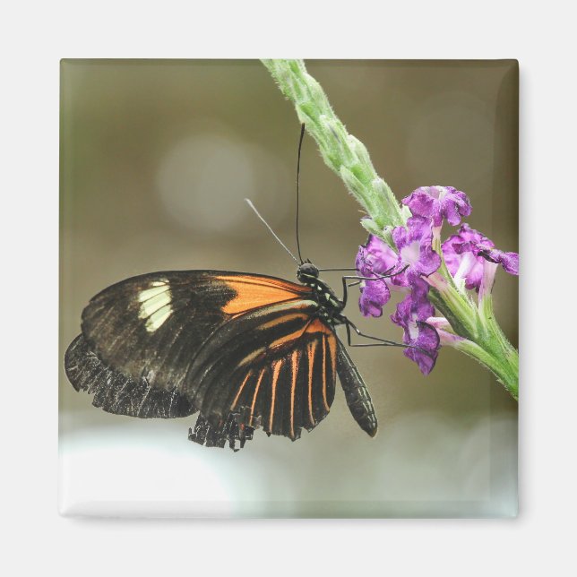 Butterfly Nah-up auf Verbena Blume Magnet (Vorne)