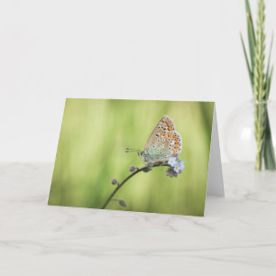 Butterfly Nature Foto Karte