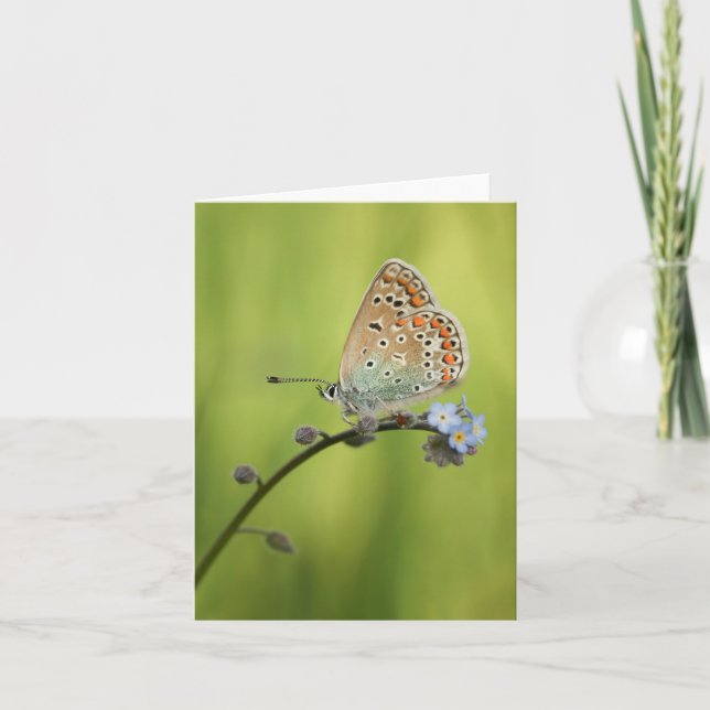Butterfly Nature Foto Karte (Vorderseite)