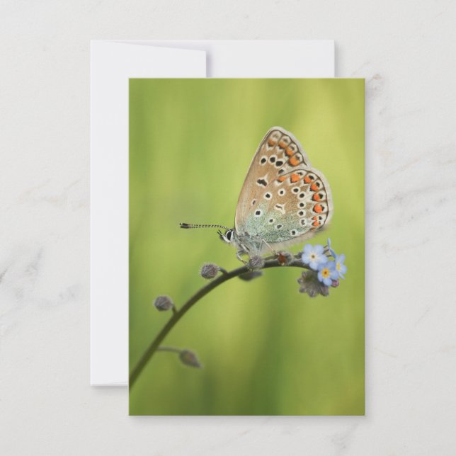 Butterfly Nature Foto Karte (Vorderseite)