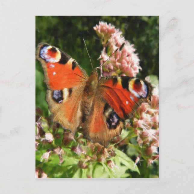 Butterfly-Ölgemälde Postkarte (Vorderseite)