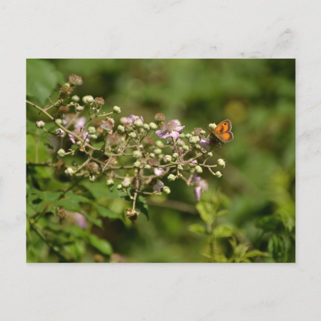Butterfly on a flower postkarte (Vorderseite)