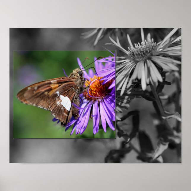 Butterfly On Aster Blume teilweise Farbe Poster (Vorne)