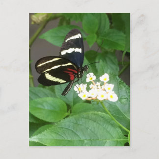 Butterfly on flowers postcard postkarte