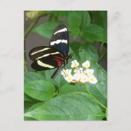 Butterfly on flowers postcard postkarte