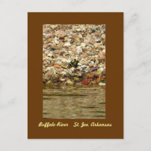 Butterfly on the Buffalo Postkarte