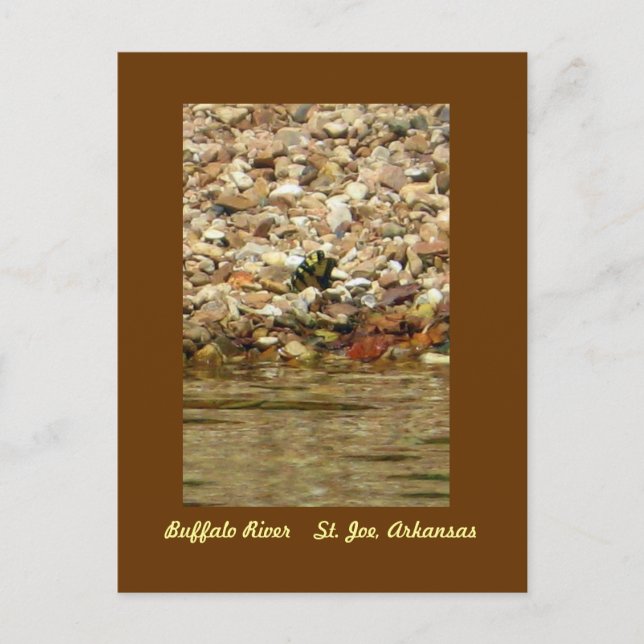 Butterfly on the Buffalo Postkarte (Vorderseite)