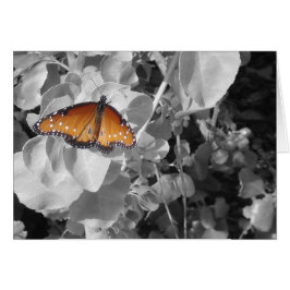 Butterfly Orange Monarch Schwarz-weiße Blätter Nat