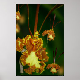 Butterfly Orchid Poster -24x36 -andere Größen auch