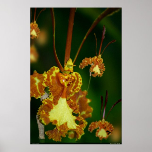 Butterfly Orchid Poster -24x36 -andere Größen auch (Vorne)