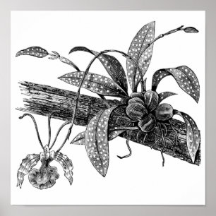 Butterfly-Orchidee Poster