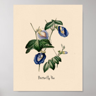 Butterfly Pea Botanical Flower Poster