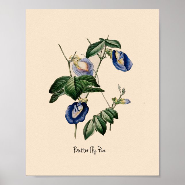 Butterfly Pea Botanische Blume Poster (Vorne)