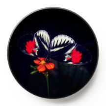 Butterfly PopSocket