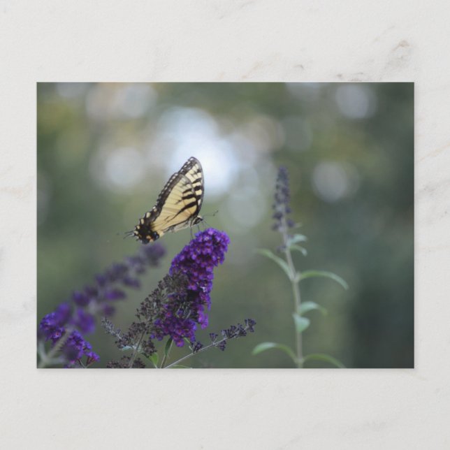 Butterfly Postcard Buddleia mit Bokeh Beautiful Postkarte (Vorderseite)