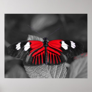 Butterfly Print Poster
