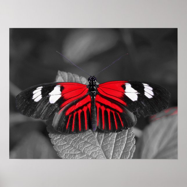 Butterfly Print Poster (Vorne)