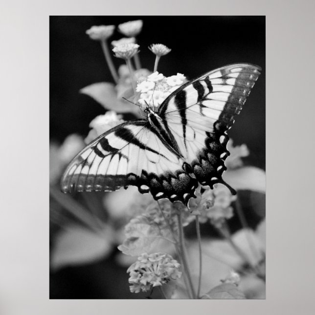 Butterfly Print & White Monarch Poster (Vorne)