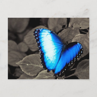 Butterfly Rainforest - Gainesville, FL 003 Postkarte