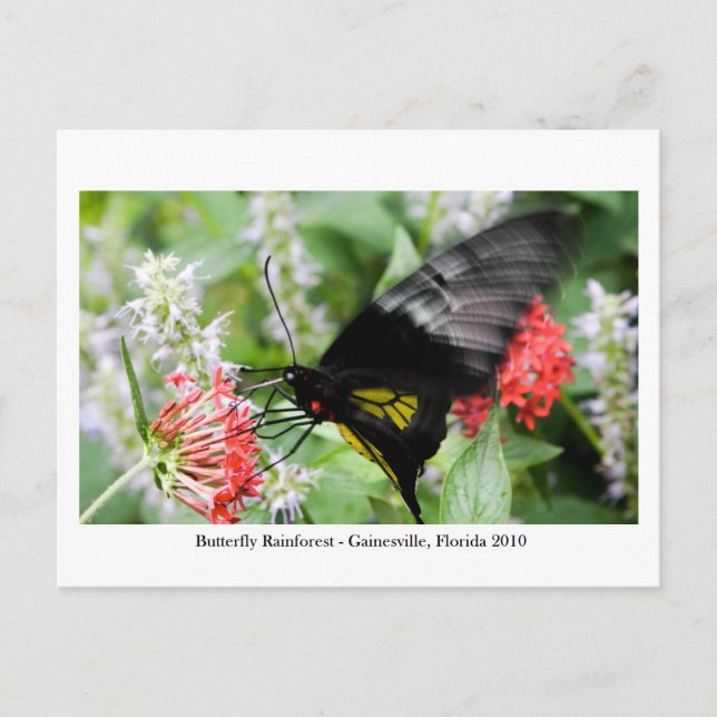 Butterfly Rainforest - Gainesville, FL 006 Postkarte (Vorderseite)