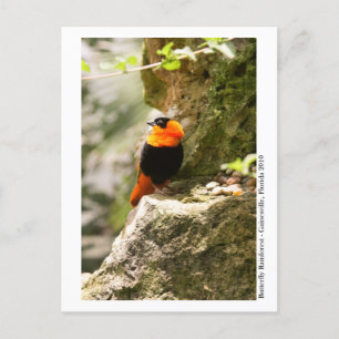 Butterfly Rainforest - Gainesville, FL 009 Postkarte