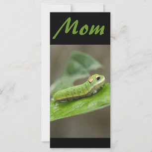 Butterfly Raupe Larva