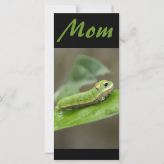 Butterfly Raupe Larva