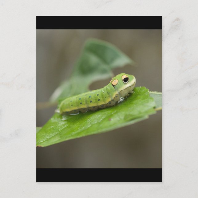 Butterfly Raupe Larva Postkarte (Vorderseite)