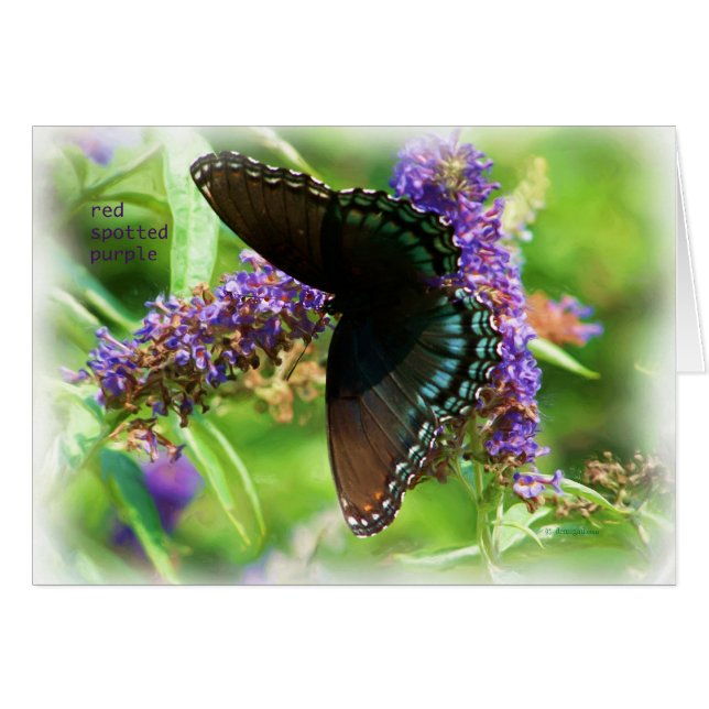butterfly_red_spotted_purple_0233_Paint (Vorderseite (Horizontal))