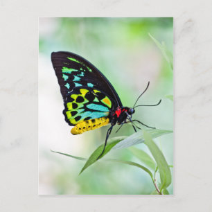 Butterfly-Regenbogenfarben Postkarte