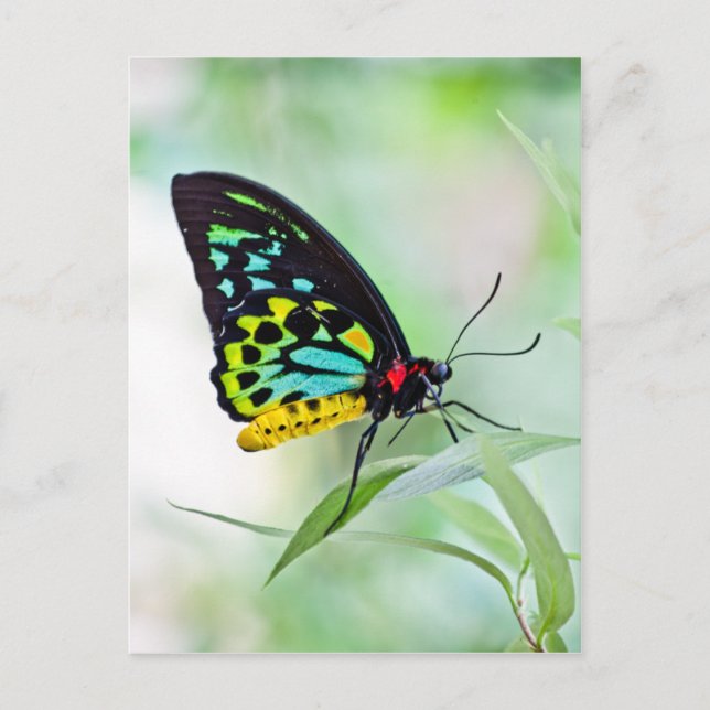 Butterfly-Regenbogenfarben Postkarte (Vorderseite)