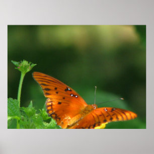 Butterfly-Serie Poster