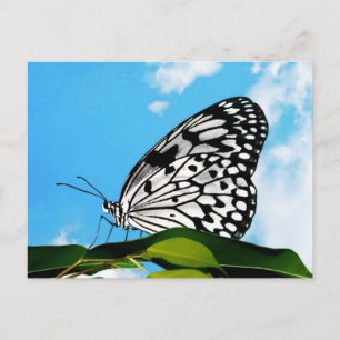 Butterfly & Sky Postkarte