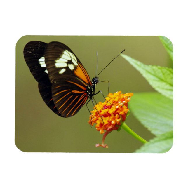 Butterfly Small Magnet (Horizontal)