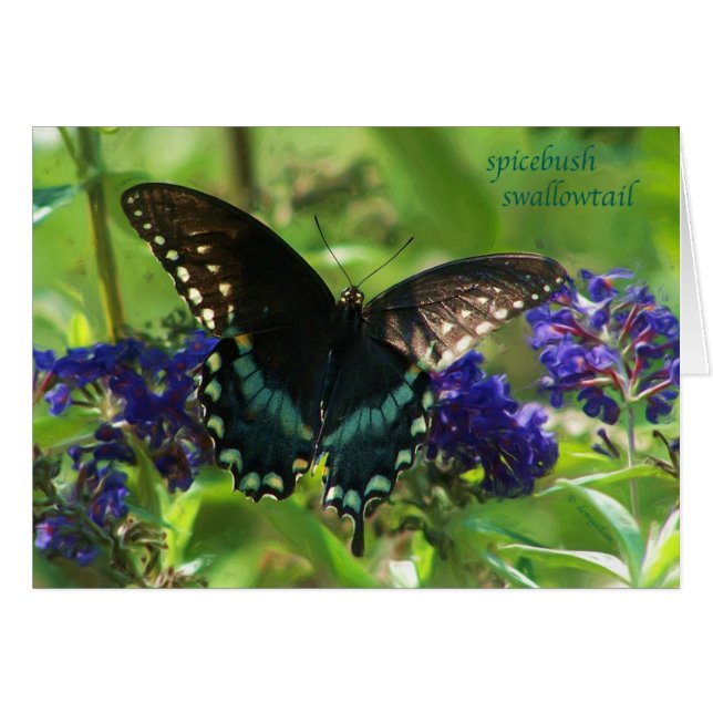 butterfly_spicebush_1769x_Paint (Vorderseite (Horizontal))