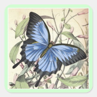 Butterfly Square Sticker. Quadratischer Aufkleber