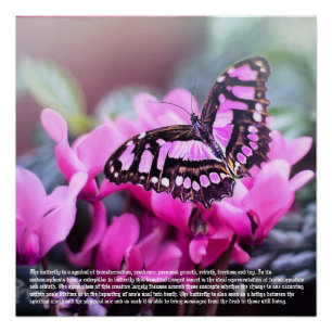Butterfly Symbolismus Poster