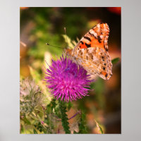 Butterfly Thorn Fotografie drucken